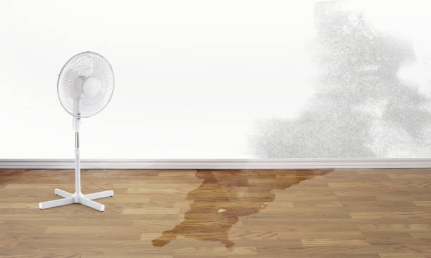 Best Carpet water damage restoration  in Henderson, TX